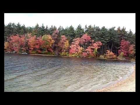 Harvard MA Massachusetts : walking to Bare Hill Pond, town of Harvard - little king, po