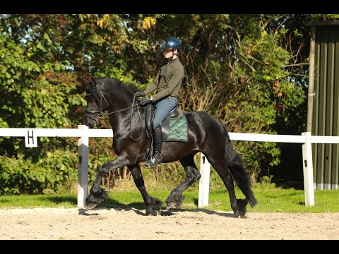 Stal Okkema's Redmer - Jurre x Tsjerk - Hengst - 2021 - 1,62 m