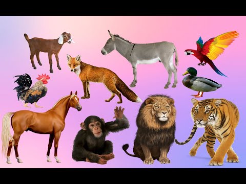 Learn Animals Names with Pictures in English | Animal sounds | Farm And Wild Animals For Kids Learn Animals Names with Pictures in English | Animal sounds | Farm And Wild Animals For Kids