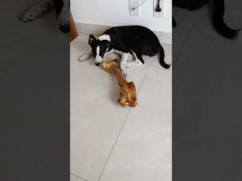Vídeo de Pimentinha 