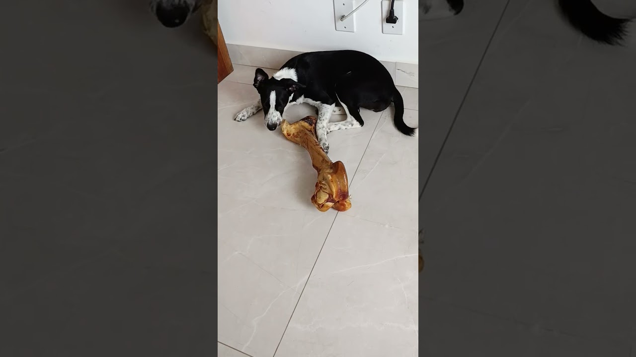 Cachorro raça SRD-ViraLata idade 1 ano nome Pimentinha 