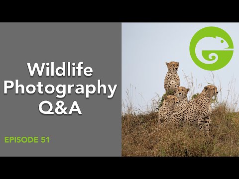 Wildlife Photography Q&A - Episode 51