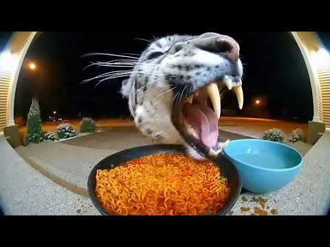 Réactions de grands félins face à des nouilles épicées filmées par une Ring Cam | Compilation de ...