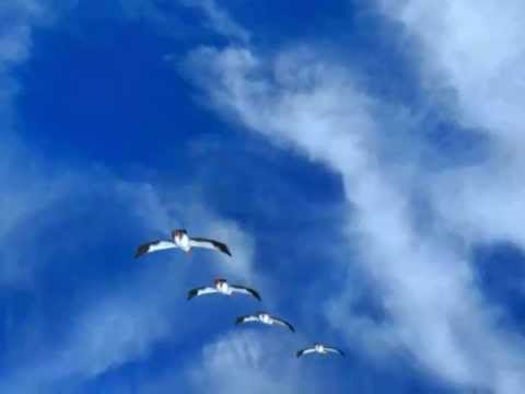 Cicogne il volo in stereoscopia 3d delle signore dei cieli (galliano 2009)