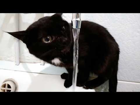 what did i drink yesterday? / cat drinking water