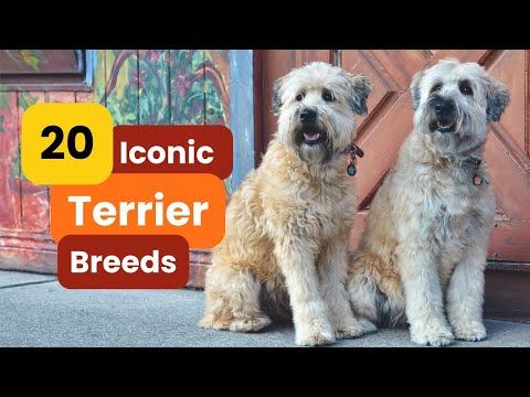 20 Iconic Terrier Breeds You Need to Know