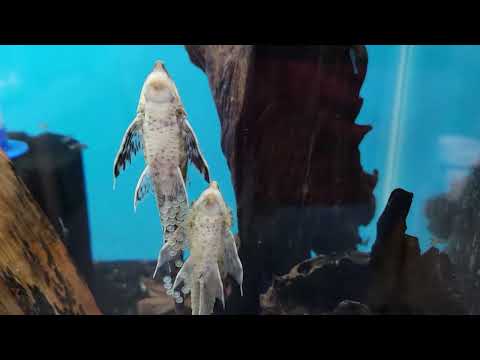 Sturisoma Aureum (marble sturisoma) on eggs