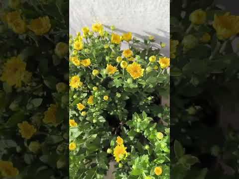 yellow miniature samanthi 💛#samanthi #nature