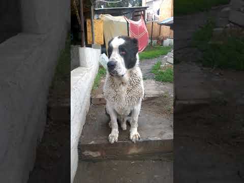 Наш охранник