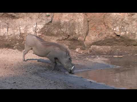 A Very Lucky Warthog - Escapes from Crocodile