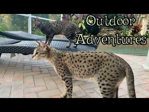 CUTE CATS KUMBA, TAJ, AND ZARA AND THEIR OUTDOOR ADVENTURES