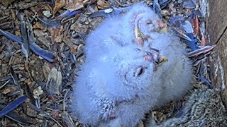 Barred Owl Cam Zooms In On Pile Of Owlets During Daytime Incubation Break – April 10, 2024
