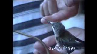 preview picture of video '1997 Hummingbird Rescue'