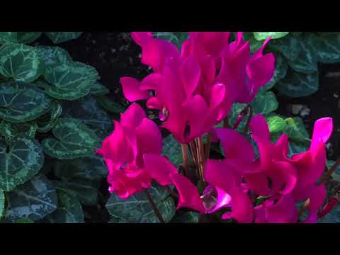 Zalibena Polka - Ernie Kucera (CZECH) BAND