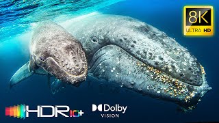 OCEAN WILDLIFE 8K HDR 120fps - 4K Video ULTRA HD - HDR10+ Dolby Vision