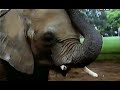 Enie - Baby Elephant Walk