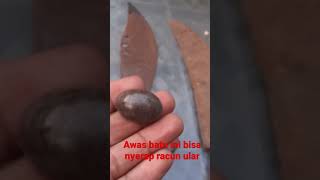 Download lagu awas!! klo nemu batu ini bisa nyerap racun ular#shorts mp3 Download lagu awas!! klo nemu batu ini bisa nyerap racun ular#shorts mp3