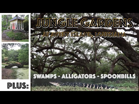 A Visit to Jungle Gardens at Avery Island, Louisiana!