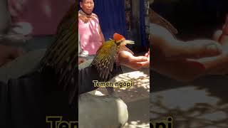 Download lagu pelatuk bawang jinak & gacor | temen ngopiku mp3 Download lagu pelatuk bawang jinak & gacor | temen ngopiku mp3
