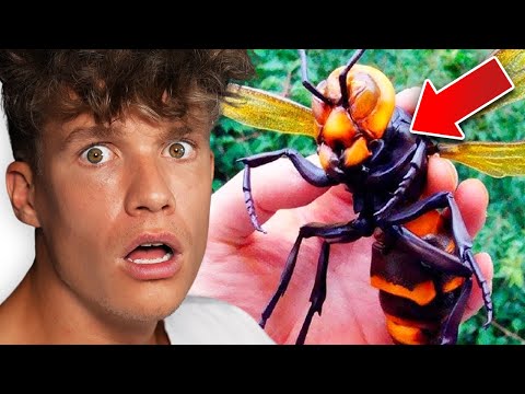 Die GEFÄHRLICHSTEN Insekten der WELT 🕷🪲