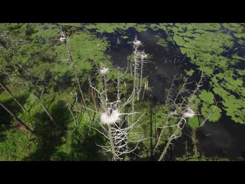Heron Nests Sutton Ave Oxford Mass