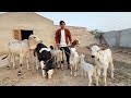 Big Zoo Me Bht Sara Animals La Aiy