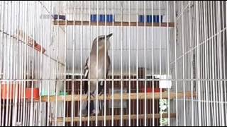 Download lagu Masteran Pintar Burung Kicau Northern Mockingbird mp3