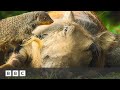 Mongoose Pups Give Warthogs A Spa Day Serengeti BBC