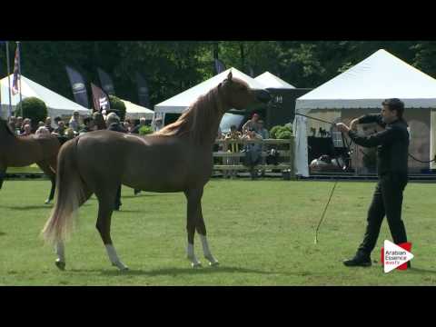 Bruges 2016 - Junior Females INT Ch