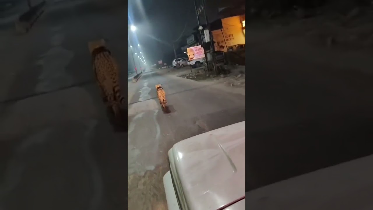 चीता स्टेट मध्य प्रदेश के श्योपुर में सड़कों पर रात में मस्ती से टहलता चीता