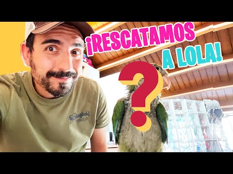 RESCATAMOS a BEBÉ de COTORRA ¡Ven a conocerla!