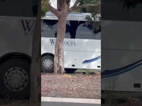 Kenworth C509 with that shine on #viral #kenworth #trucks #truckin #trucking #truck