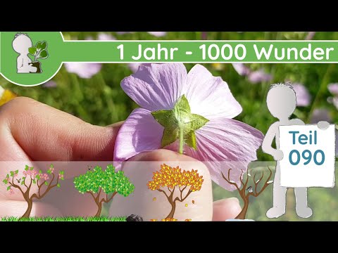 1 Jahr - 1000 Wunder "Malve🌺, Distel & Co" (Teil 090 - 13.06.2019) - Wildkräuter bestimmen & nutzen