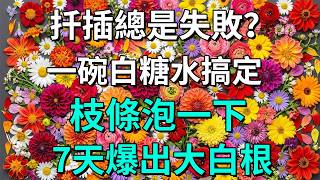 別再花錢買生根粉了！枝條泡一泡甜甜水，7天狂冒大白根，插枝成活率翻倍！#園藝小技巧 #扦插繁殖 #生根劑 #植物養護