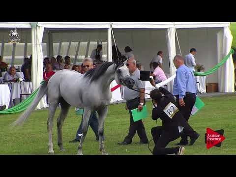 N.82 PSILVER - 2017 Italian Nationals - 4-6 Years Old Stallions (Class 10)