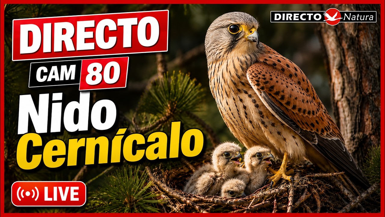 Live webcam view of Kestrel Nest Cam in Ávila