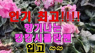 24년1.17) 인기최고!! 향기나는 캉캉시클라멘 입고 택배주문