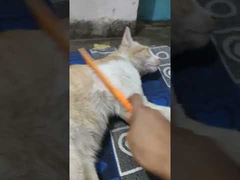 my funny cat fight