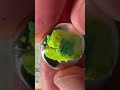 Will It Button Lucky Charms Button Luckycharms Pin