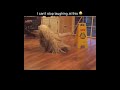 A mop that barks is crazy 😂😭💀