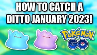 How To Catch A DITTO In Pokemon Go! January 2023! (Ditto Disguises)