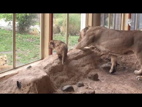 De welpjes in Blijdorp zijn voor het eerst te zien