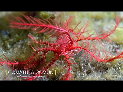 Antedon mediterranea