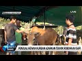 Penjual Hewan Kurban Ajarkan Teknik Robohkan Sapi Penjual Hewan Kurban Ajarkan Teknik Robohkan Sapi
