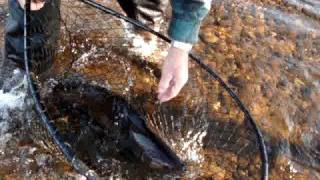 preview picture of video 'Hauling in a Big Atlantic Salmon'