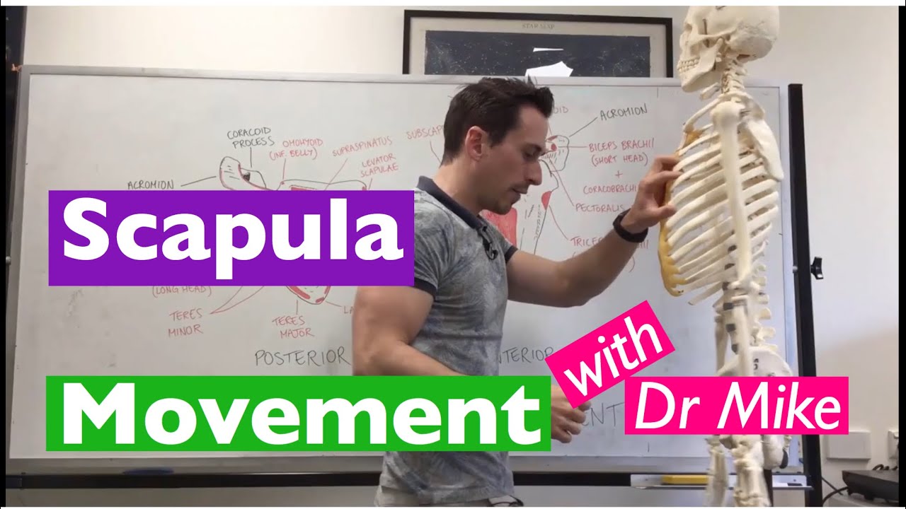 Scapula Movement | Functional Anatomy - YouTube