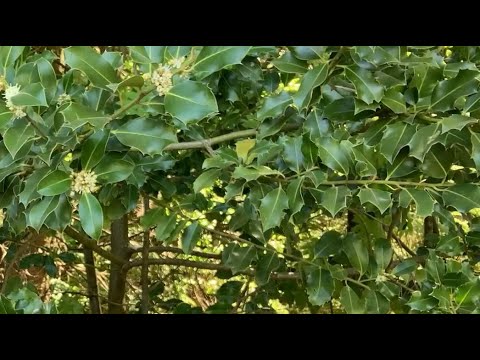 Förster Klaus: Baum des Jahres 2021 - Waldgruß #71