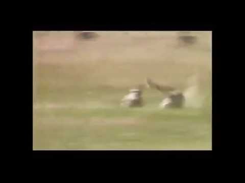 ガゼルを狩りながら急速に方向を変えるチーター