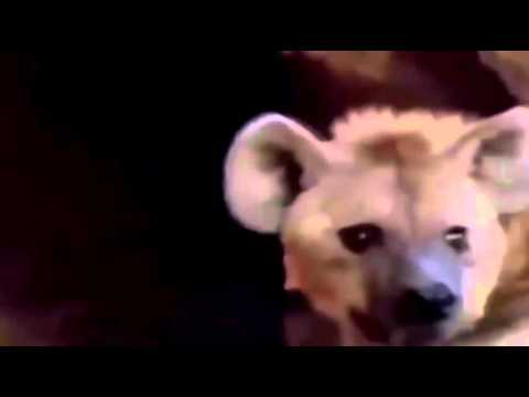 The Gods must be Crazy 2 35s