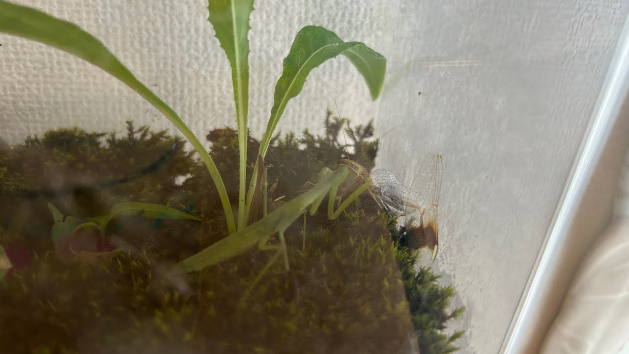 【CG】久々のアブラゼミ